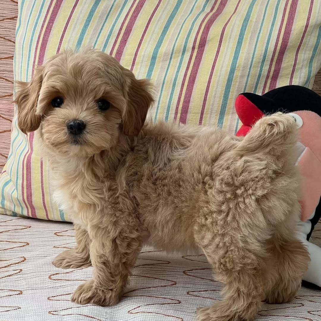 Zeus, weiblicher Maltipoo Welpe